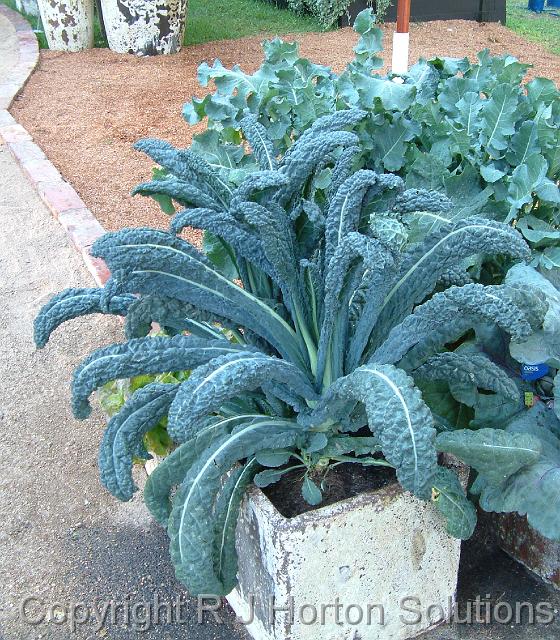 Kale Cavallo nero_2